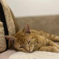 Photo of Gigi   Located In Frankston