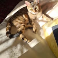 Photo of Jellycat