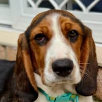 Photo of June   5 Month Old Basset Hound X Beagalier