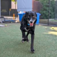 Photo of Piper