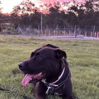 Photo of Chilli