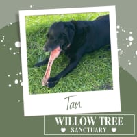 Photo of Tan