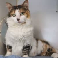 Photo of Honey
