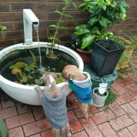 Photo of Milo (Was Ollie)