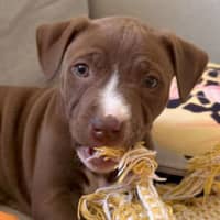 Photo of Milo