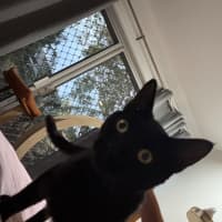Photo of Xerxes