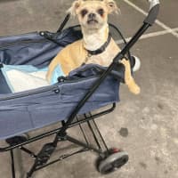 Photo of Otis   7 Year Old Brussels Griffon