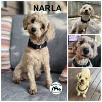 Photo of Narla 