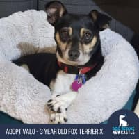 Photo of Valo   3 Year Old Fox Terrier X