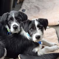 Photo of Sherlock