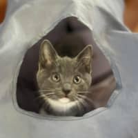 Photo of 💜 Kirby 💜