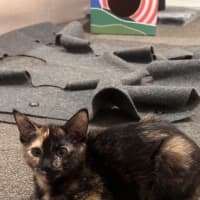 Photo of Astrid & Yogi