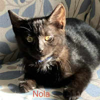 Photo of Nola
