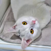 Photo of Corporal Cashew