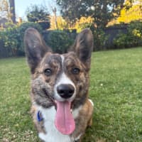 Photo of Rocky   1 Year Old Cardigan Corgi