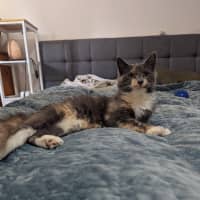 Photo of Muppet