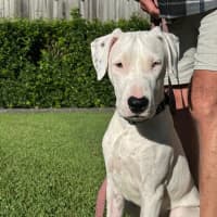 Photo of Mack *$350 Adoption Fee*