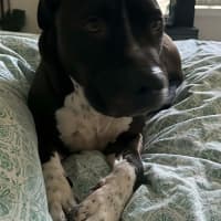 Photo of Charlie   6 Year Old Staffy X Great Dane 