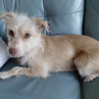 Photo of Pudding