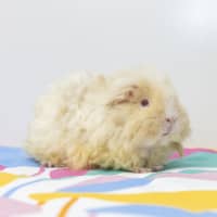 Photo of Curly Wurly