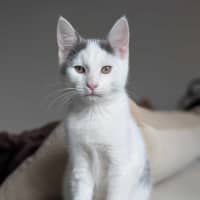 Photo of Tony Soprano   Located In Pascoe Vale South 