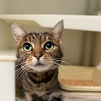 Photo of 🍨 Kitty 6771 🍨