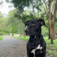 Photo of Tasha *$350 Adoption Fee*