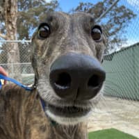 Photo of Nadja The Greyhound