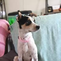 Photo of Miss Pepper And The Peppercorns