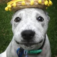 Photo of Burrito