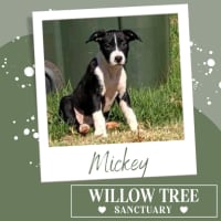 Photo of Mickey