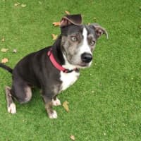 Photo of Roxy