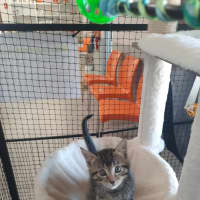 Photo of Zoodle