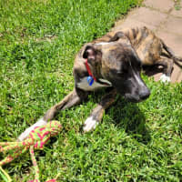 Photo of Piper   8 Month Old Whippet X