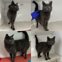 Photo of Skittles