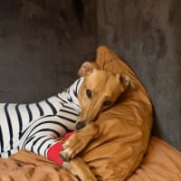 Photo of Josie