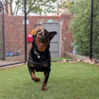 Photo of Jax