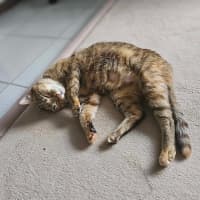 Photo of Willow