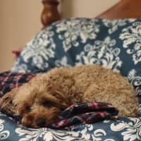 Photo of Maggie