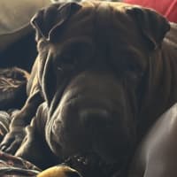 Photo of Obi