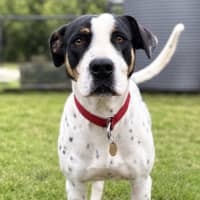 Photo of Patch