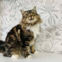 Photo of Honeydew   Located In Preston