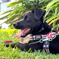 Photo of Chilli   3 Year Old Mixed Breed