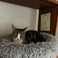 Photo of Winter *9 Lives Project Rescue*