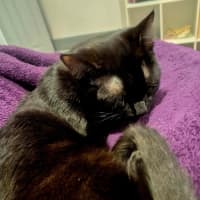 Photo of Titan * 9 Lives Project Rescue*