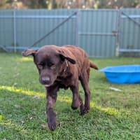 Photo of Coco