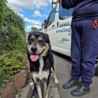Photo of Honeybadger (65976)