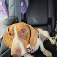 Photo of Dexter