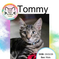 Photo of Tommy