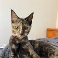 Photo of Silver (K64)